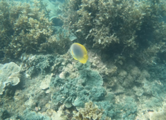 Chaetodon aureofasciatus