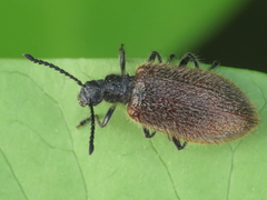 Lagria grenieri