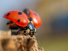 Coccinella septempunctata
