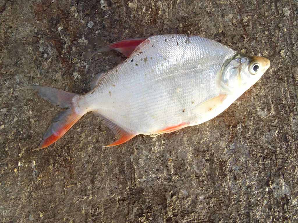 Lake Turkana citharine (Citharinus citharus) — Citharinidae