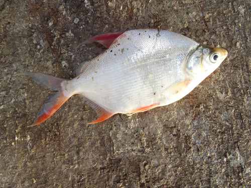 Lake Turkana citharine (Citharinus citharus) — Citharinidae