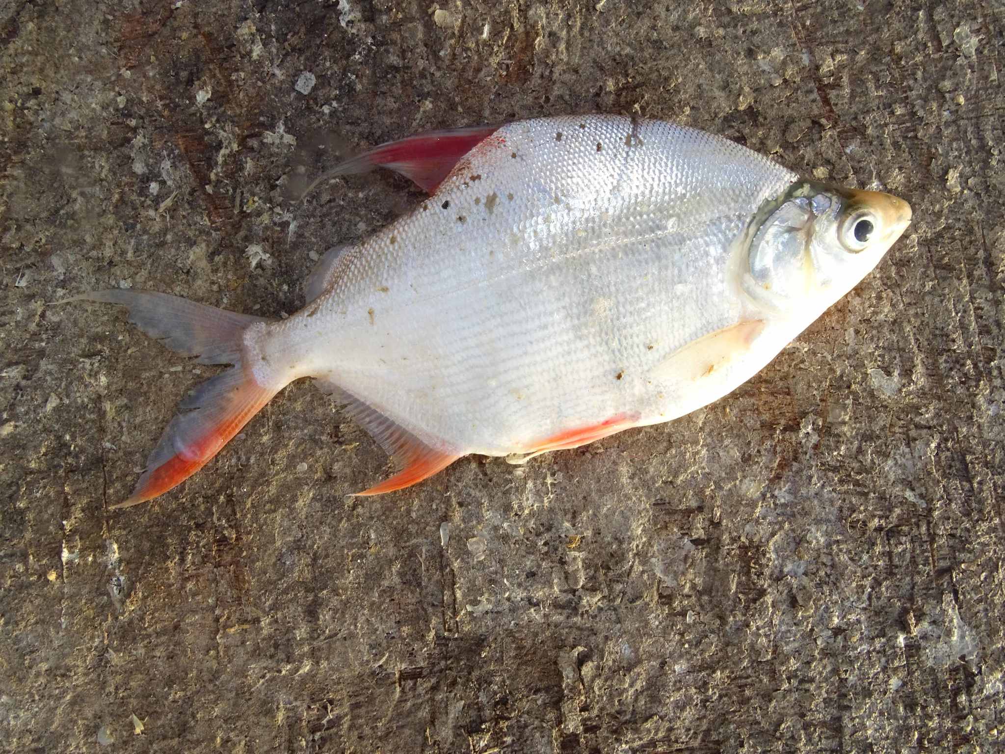 Citharinus citharus (Geoffroy Saint-Hilaire, 1809)