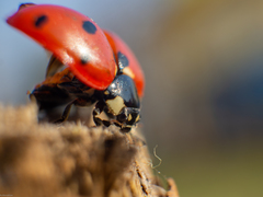 Coccinella septempunctata