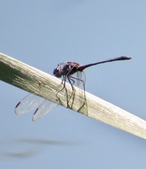 Dythemis nigrescens