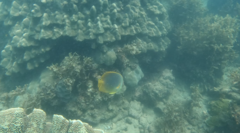 Chaetodon aureofasciatus