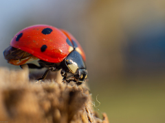 Coccinella septempunctata