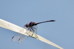 Dythemis nigrescens