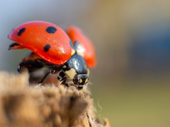Coccinella septempunctata