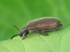 Lagria grenieri