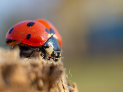 Coccinella septempunctata