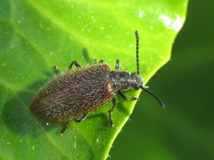 Lagria grenieri