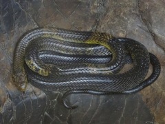 Naja savannula