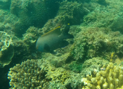 Plectroglyphidodon apicalis