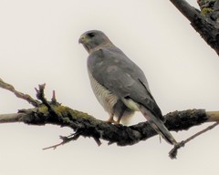 Accipiter brevipes