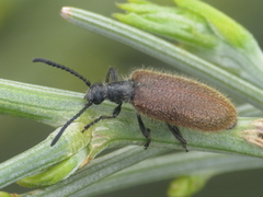 Lagria grenieri
