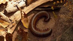 Archispirostreptus gigas