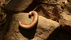 Archispirostreptus gigas