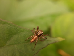 Pseudemathis trifida