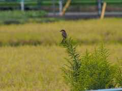Lanius bucephalus bucephalus