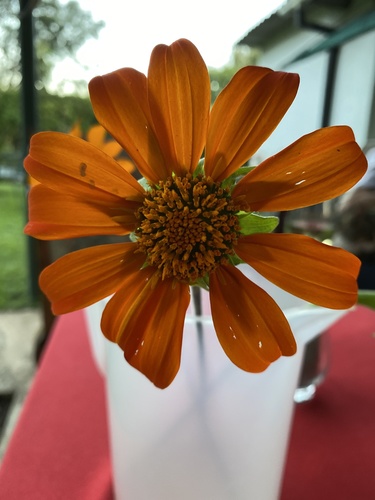 Tithonia rotundifolia image