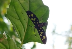 Amata passalis