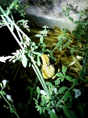 Chamaeleo chamaeleon