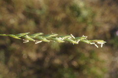 Thinopyrum intermedium intermedium