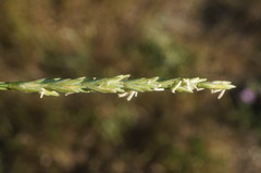 Thinopyrum intermedium intermedium