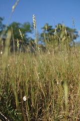 Thinopyrum intermedium intermedium