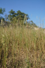 Thinopyrum intermedium intermedium