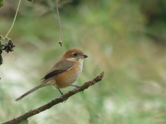 Lanius bucephalus