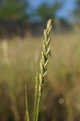 Thinopyrum intermedium intermedium