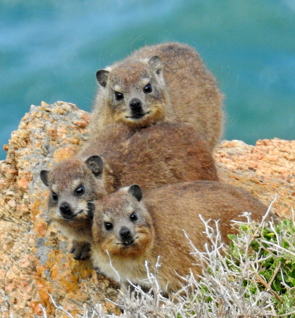 Hyraxes (Hyracoidea) - Know Your Mammals