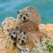 Hyraxes - Photo (c) Colin Ralston, some rights reserved (CC BY-NC), uploaded by Colin Ralston