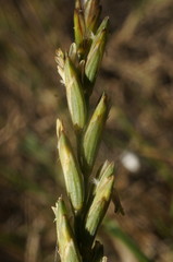 Thinopyrum intermedium intermedium