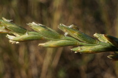 Thinopyrum intermedium intermedium