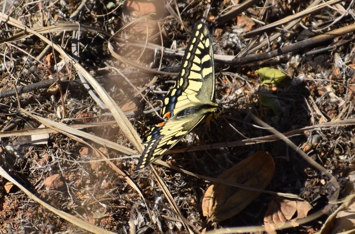 Eastern Yellow Swallowtail