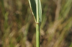 Thinopyrum intermedium intermedium