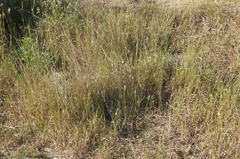 Thinopyrum intermedium intermedium