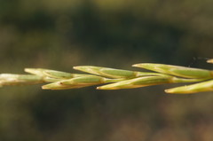 Thinopyrum intermedium intermedium