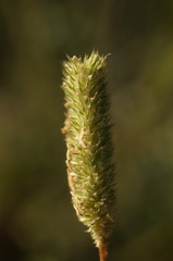 Phleum pratense nodosum