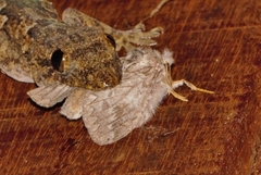 Desmeocraera basalis