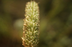 Phleum pratense nodosum