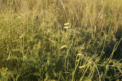 Vicia tenuifolia dalmatica
