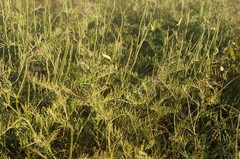 Vicia tenuifolia dalmatica