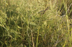 Vicia tenuifolia dalmatica