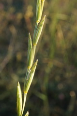 Elymus nodosus