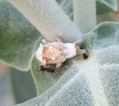 Paramecops farinosus