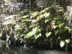 Loxsoma cunninghamii