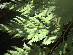 Loxsoma cunninghamii